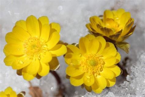冬天有什么花开（盘点15种冬天开花的花卉） – 碳资讯