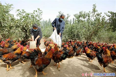 巴拉提·尼亚孜：果园养鸡 致富有道_县域经济网