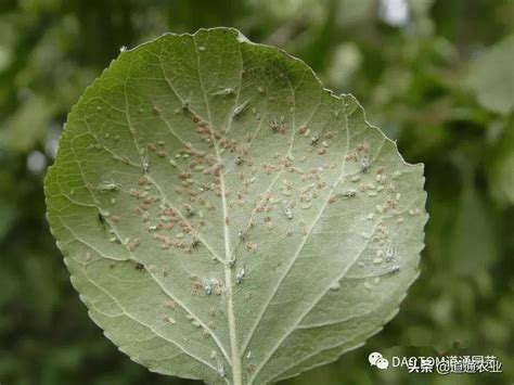 河北省保定地区十字花科蔬菜蚜虫发生种类及危害--河北省农林科学院植物保护研究所