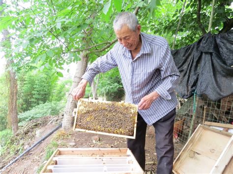 养蜜蜂的技巧有哪些？ - 养蜂技术 - 酷蜜蜂