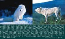 世界上最漂亮的狼：纽芬兰白狼排第一名(2)_巴拉排行榜