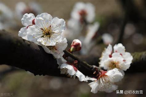 关于寒梅傲骨的诗句（寒梅傲骨，坚强前行）-我爱育娃