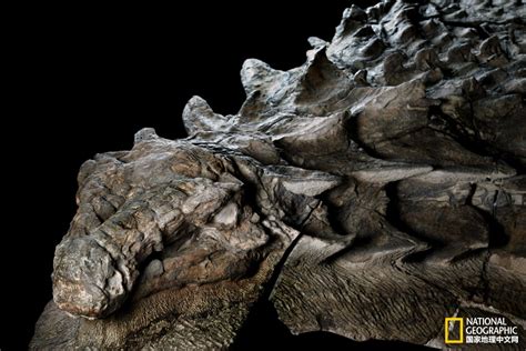 驰龙化石图片,龙的化石图片,驰龙图片_大山谷图库