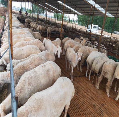 湖羊种羊现货供应养殖实价供应 全国-食品商务网