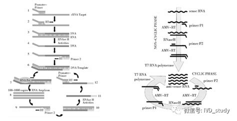 恒温扩增可取代变温PCR？技术优劣势看这里_智慧城市网