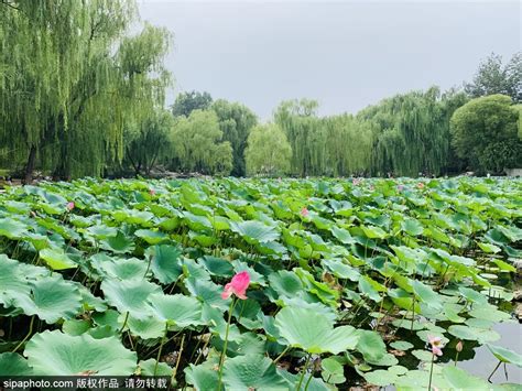 秋日，紫竹院公园多姿多彩_北京日报网