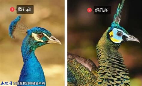 绿孔雀和蓝孔雀的区别？_动物百科_毒蛇网