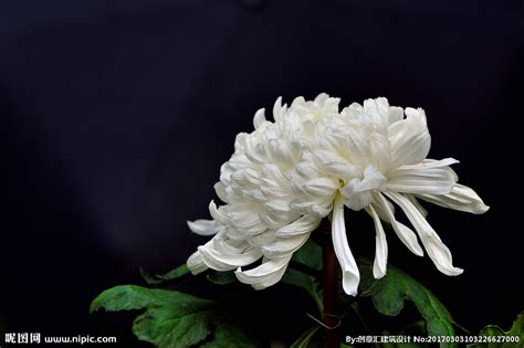 一束白色菊花的浪漫高清图片下载-正版图片600774799-摄图网