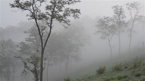 寂静的山林雾中，树木静止不动插画图片素材_ID:414024438-Veer图库