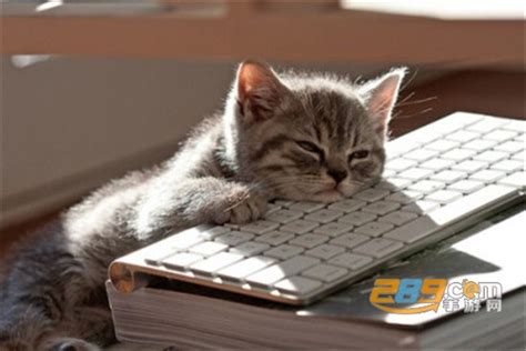 按键猫咪完美全键盘版手机版下载-按键猫咪完美全键盘版手机版(Bongo Cat)v1.2最新版_289手游网下载