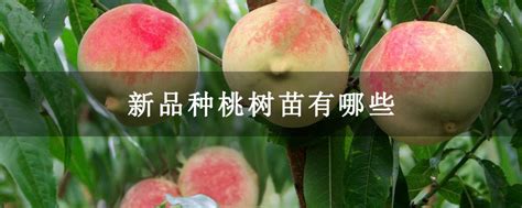 新品种桃树苗有哪些-苗木百科-中国花木网