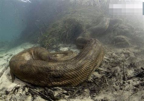 世界上体型最大最强的蛇，亚马逊巨蟒，体长6米能吞人|亚马逊|森蚺|巨蟒_新浪新闻