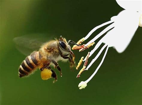 蜜蜂这种原始的动物也能识别出人脸的不同，它们也会“认人”|蜜蜂|昆虫|纤维_新浪新闻