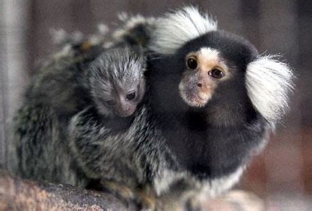 哥伦比亚热带森林中的棉顶狨猴头发自然鬃毛高清图片下载-正版图片307609380-摄图网