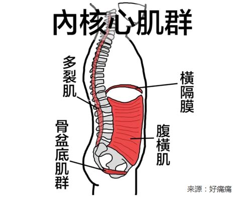 多裂肌的位置图图片