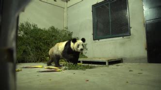 大熊猫“丫丫”近况视频：饲养员精心喂食，帮助适应新环境 - 西部网（陕西新闻网）