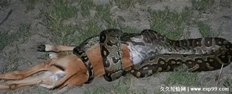 缅甸蟒Python bivittatus - 蟒蛇科普