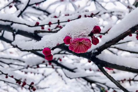 Plum blossom 梅花拍摄|摄影|微距|phymen - 原创作品 - 站酷 (ZCOOL)