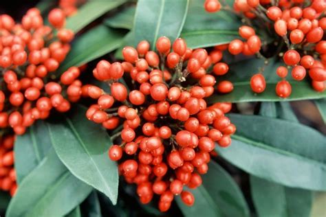 日本红花茵芋图片