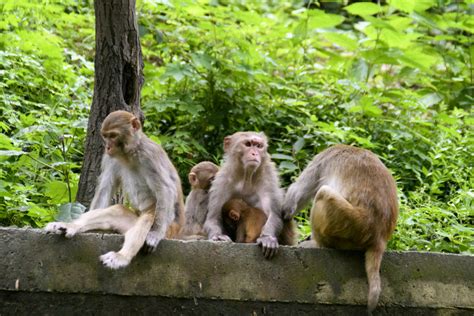 贵阳黔灵山动物园猴子吃苹果高清摄影大图-千库网