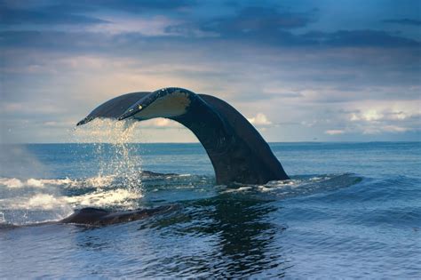 蓝鲸,尾鳍,印鱼,鲸,斯里兰卡,尾巴,鲸类,巨大的,自然,潜水摄影素材,汇图网www.huitu.com