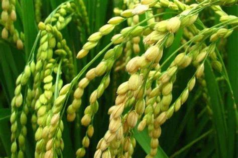 高产水稻前十名的品种 水稻高产品种排名 —【发财农业网】