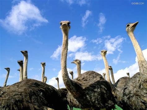 鸸鹋（emu）与鸵鸟（ostrich）是同一种生物吗？ - 知乎