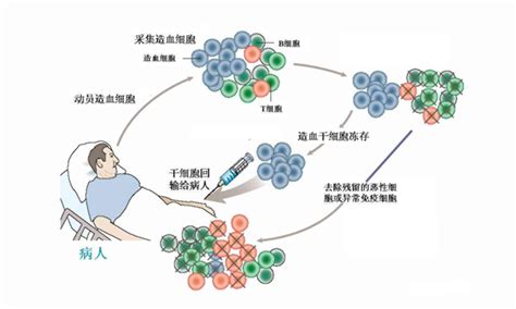 干细胞技术 - 细胞生物学平台 - 浙江鹰旸医药研发有限公司