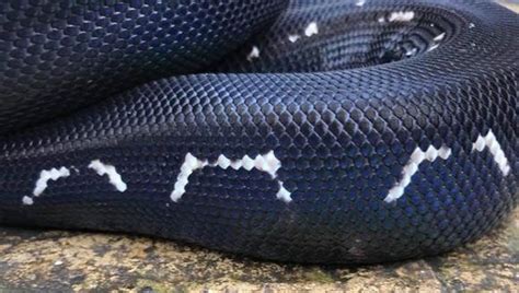 漂亮的黑钻树蟒 - 蟒蛇科普