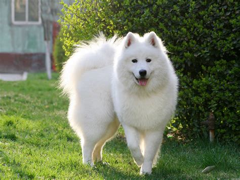 狐狸犬大全图片