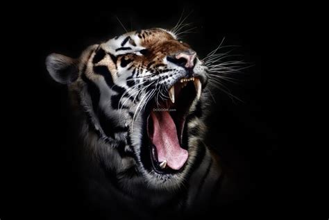 咆哮狰狞露出尖牙齿的老虎展现出威风的一面动物素材