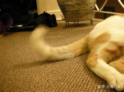 猫咪喜欢摇尾巴并且发出咕咕声？看完就知道猫咪为什么这么做了！
