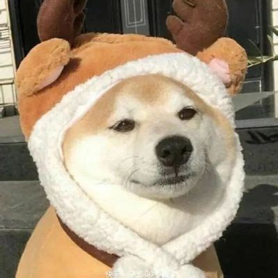 柴犬非主流头像
