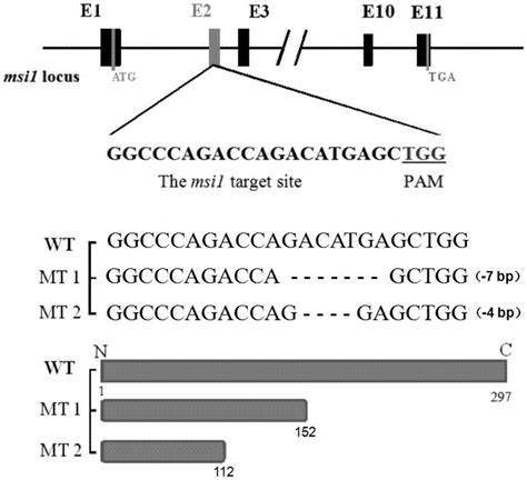 利用CRISPR-Cas9构建的斑马鱼msi1基因突变体及其构建方法与流程