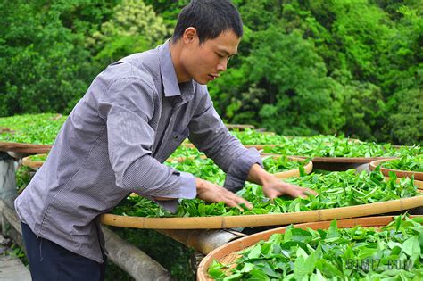 中国传统制茶技艺列入非遗名录_国内_新闻频道_云南网