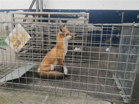 2021年，上海警方境外抓捕的第一只“狐狸”到案_新民社会_新民网