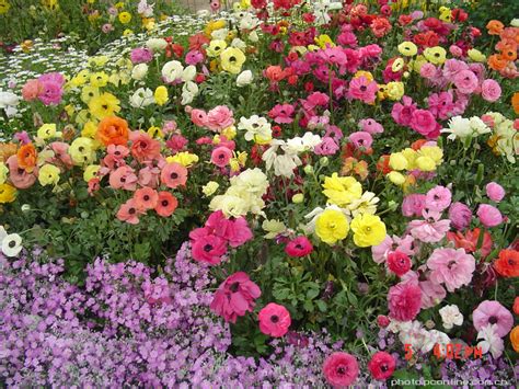 百花大全图片