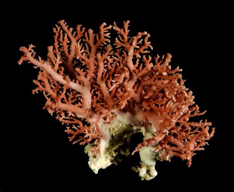 2019年度流行色～珊瑚红/珊瑚橘Living Coral及配色方案_希尔瓦娜斯K-站酷ZCOOL