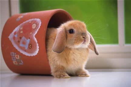 软萌的宠物兔子名字大全可爱值得拥有-可爱点 - 【可爱点】