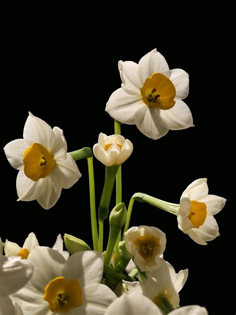 水仙花的花语和水仙花的传说-168鲜花速递网