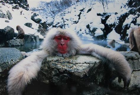 日本“猴子山温泉”开业 吸引游客看猕猴泡澡--陕西频道--人民网