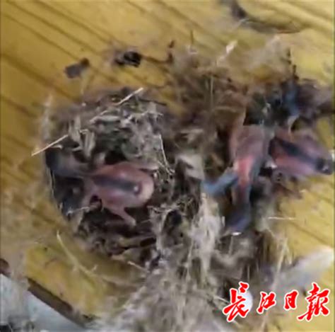 晋江男子散步捡到一只受伤鸟 竟是“国保”黑翅鸢 - 城事要闻 - 东南网泉州频道
