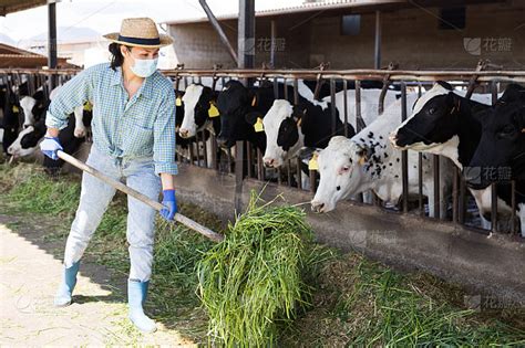 戴着防护口罩的农场工人在牲口棚里喂牛吃草