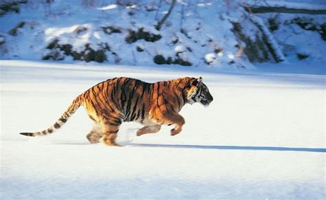 100只世界上最厉害的狗能打过东北虎,甚至能杀死老虎吗