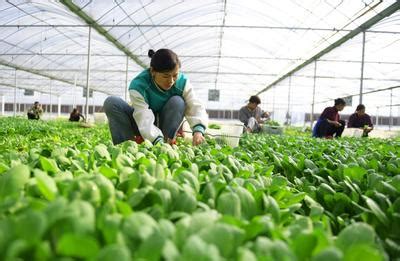 江西定南：蔬菜丰收 农民增收-人民图片网