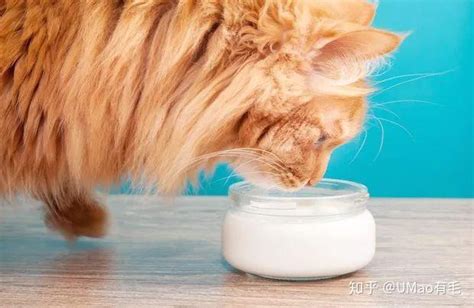 猫到底能不能喝牛奶？打破关于牛奶的3大误解！ - 知乎