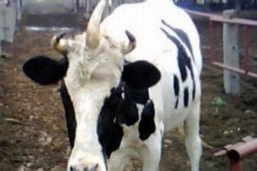 奶牛在美丽的绿色牧场上吃草图片-包图网企业站