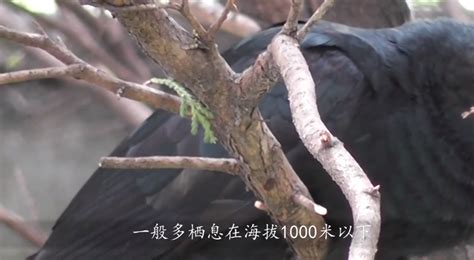 愤怒的小鸟游戏系列：黑色炸弹鸟把国王猪炸跑啦_高清1080P在线观看平台_腾讯视频