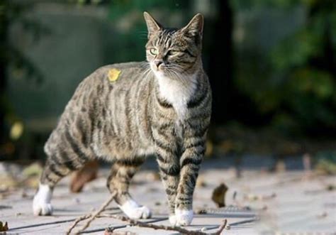 狸花猫图片