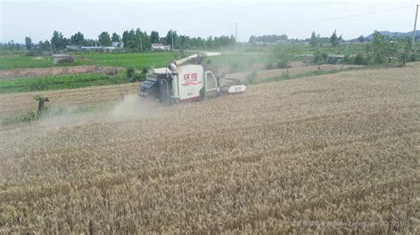 奇葩!收割机收麦污染环境,农民无奈洒水降尘,究竟是咋回事?